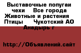 Выставочные попугаи чехи  - Все города Животные и растения » Птицы   . Чукотский АО,Анадырь г.